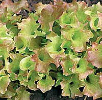 Лекарственное растение кресс-салат
