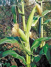 Лекарственное растение кукуруза