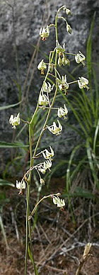 Лекарственное растение зигаденус сибирский